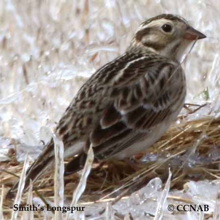 Birds of North America