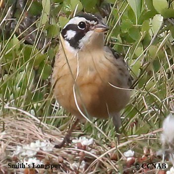 Birds of North America
