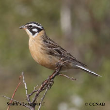 Smith's Longspur