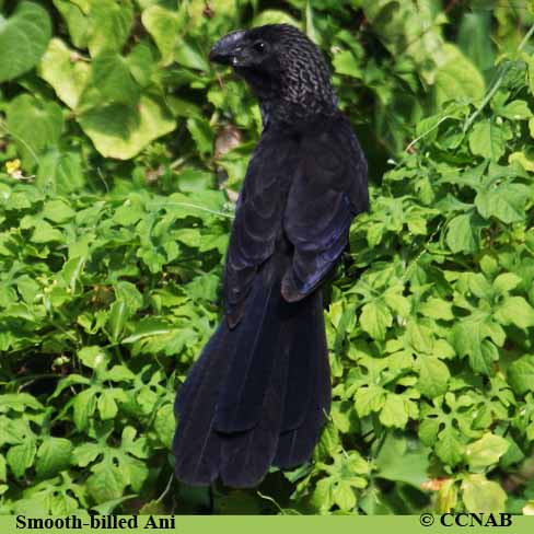 Birds of North America