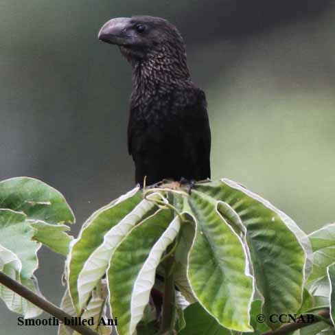 Birds of North America
