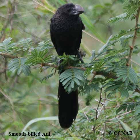 Birds of North America