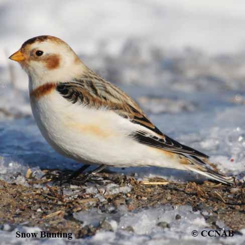 North American Buntings