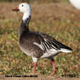 Snow Goose (blue-morph) Sub-species of SNGO