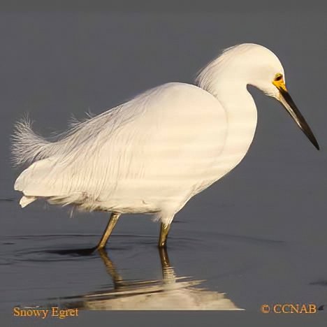 Birds of North America
