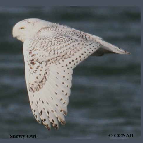 Birds of North America