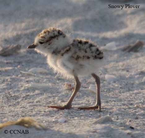Birds of North America