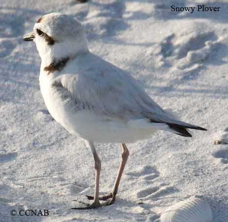 Birds of North America