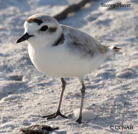 Birds of North America