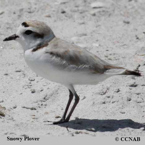 Birds of North America