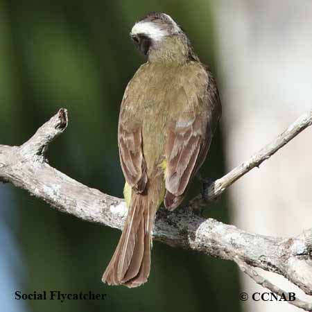 Birds of North America