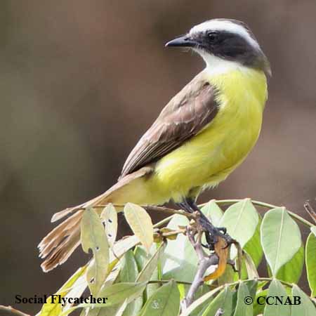 Birds of North America