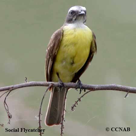 Birds of North America