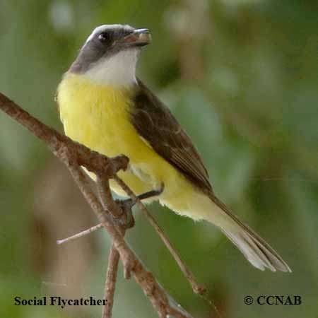 Birds of North America