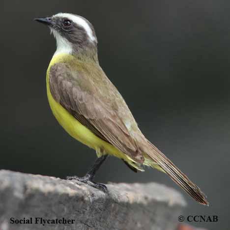 Social Flycatcher