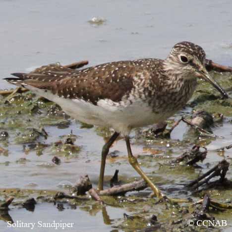 Birds of North America