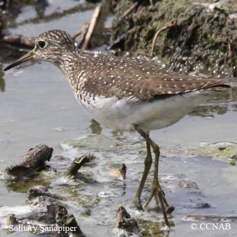 Birds of North America
