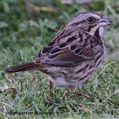 Birds og North America