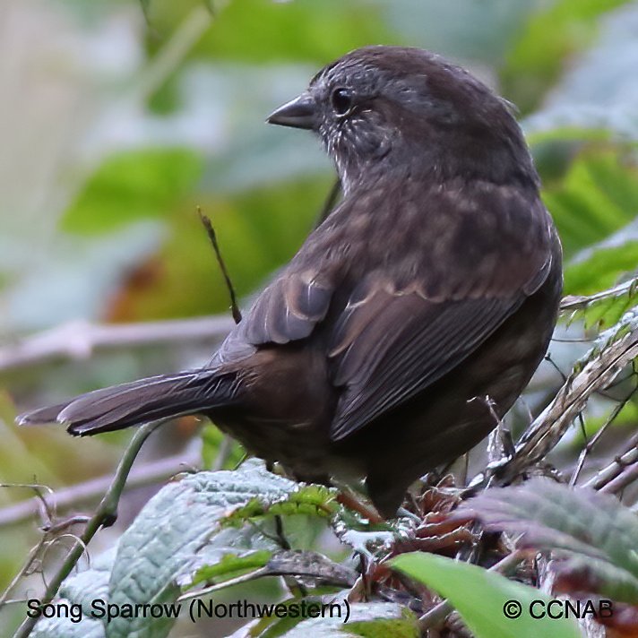 Birds of North America
