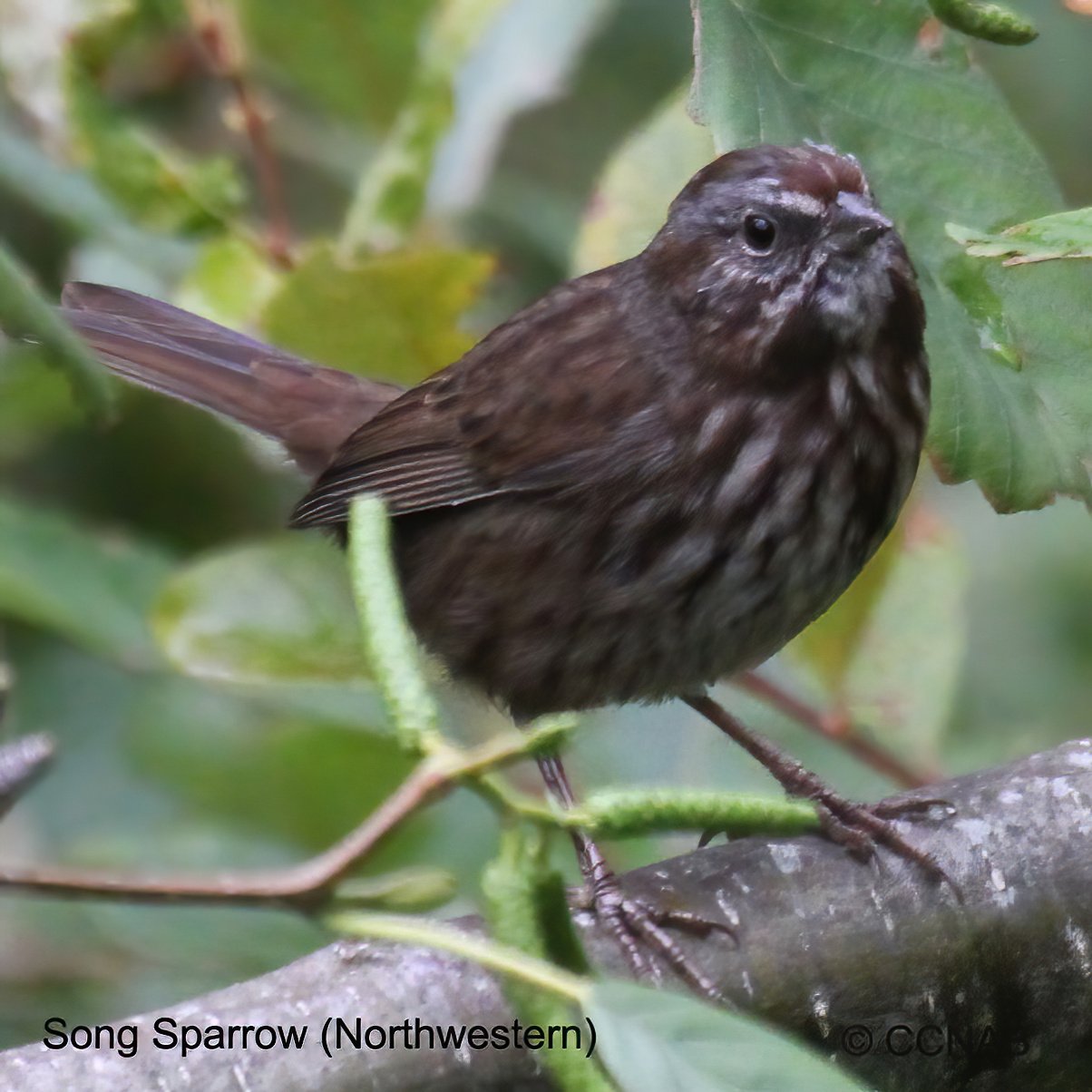 Birds of North America