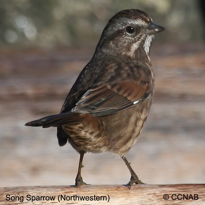 Birds of North America