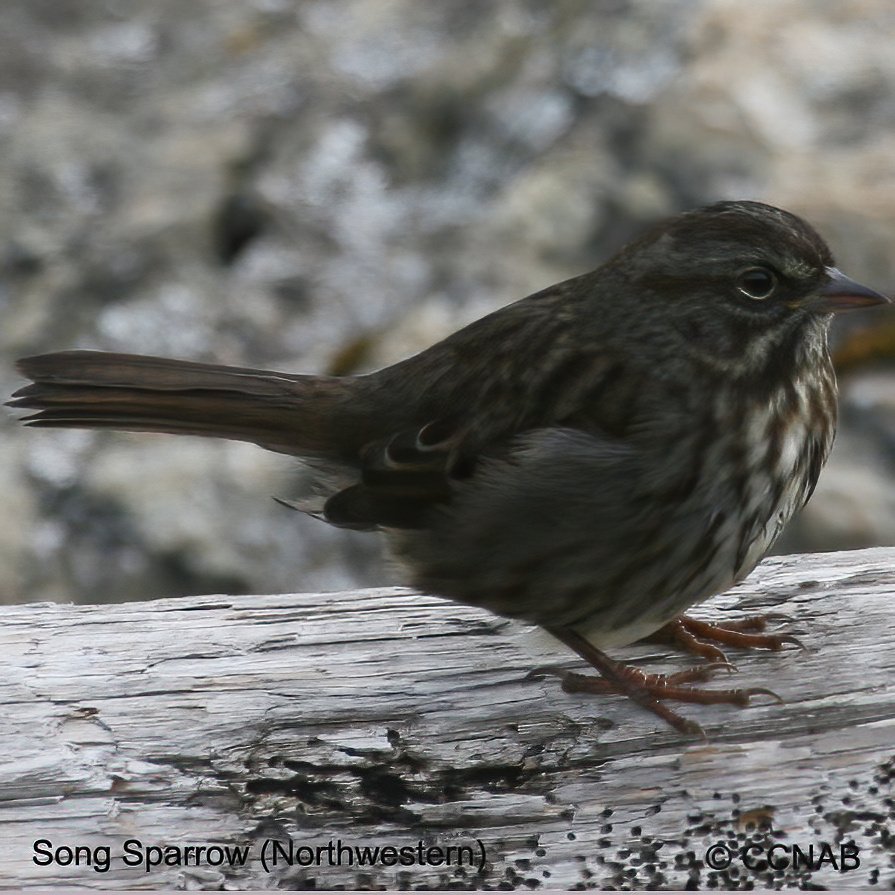 North American Sparrows