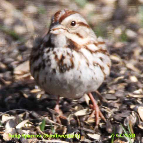 Birds of North America