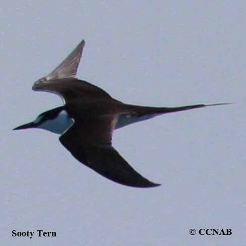 Birds of North America