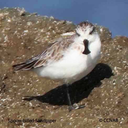 Birds of North America