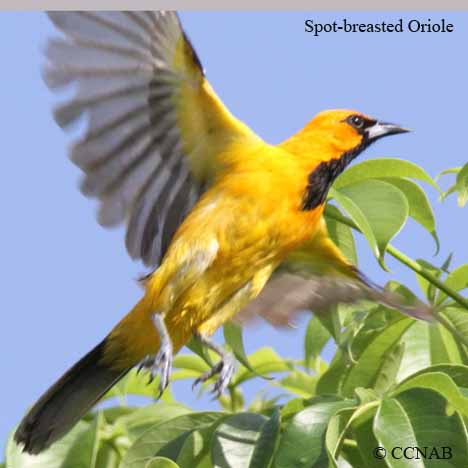Birds of North America