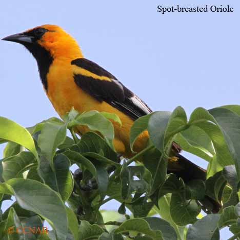 Birds of North America