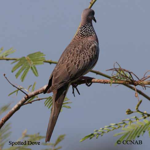 Birds of North America