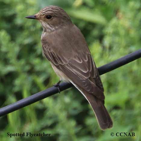 Birds of North America