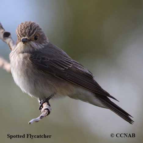 Birds of North America