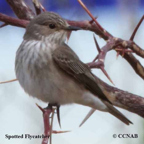 Birds of North America