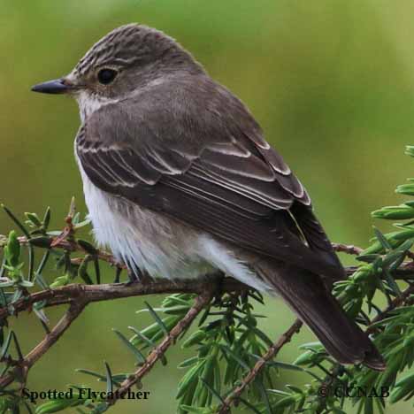 Birds of North America