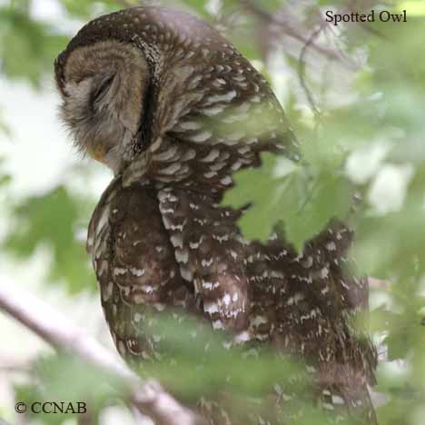 Birds of North America