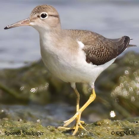Birds of North America