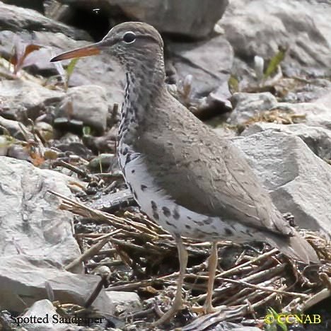 Birds of North America
