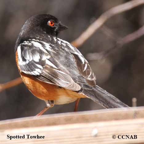 Birds of North America