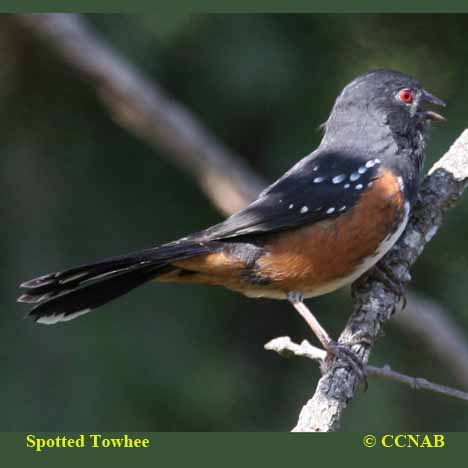 Birds of North America