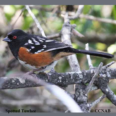 Birds of North America