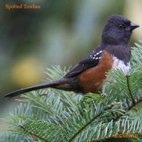 North American Towhees