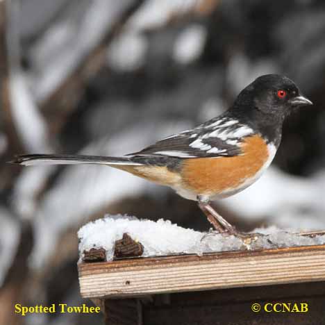 Spotted Towhee