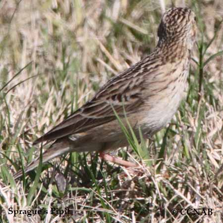 Birds of North America