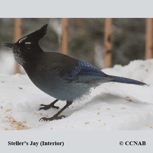 Birds of North America