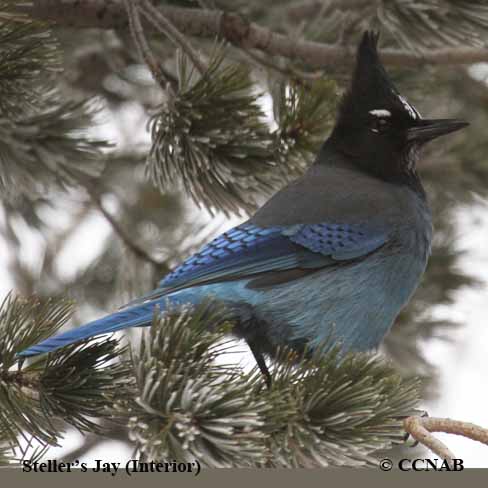 Birds of North America