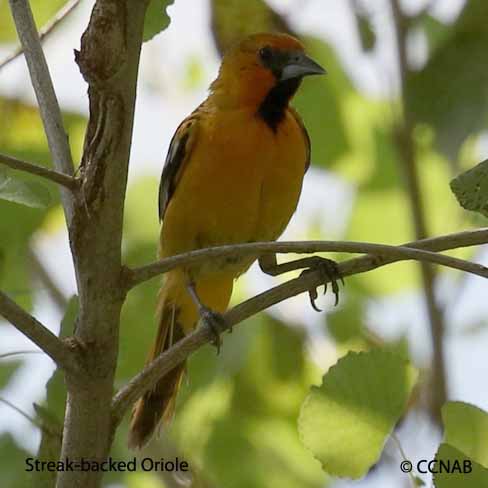 Birds of North America