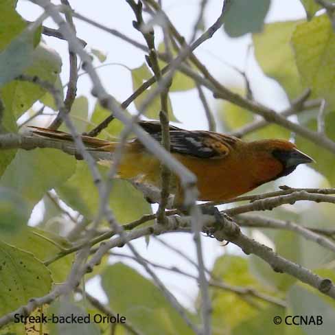 Birds of North America