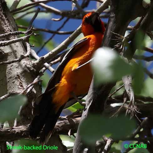 Birds of North America